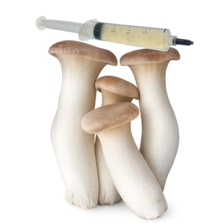 Hlíva máčková / komerční (Pleurotus Eryngii - King Trumpet) podhoubí - tekuté mycelium - LC 10ml