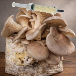 Hlíva ústřičná / komerční (Pleurotus ostreatus - King of Pearl) podhoubí - tekuté mycelium - LC 10ml