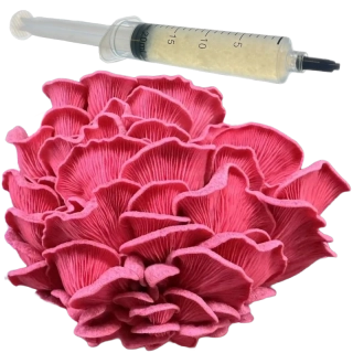 Hlíva růžová / komerční (Pleurotus djamor - Valentine) podhoubí - tekuté mycelium - LC 10ml